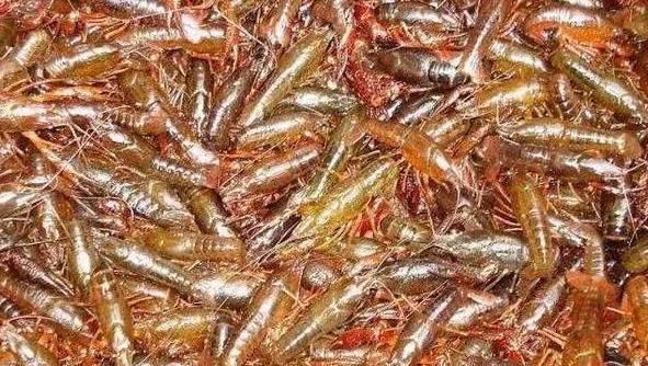 浑身|90年前引入中国,如今已入侵大半中国,浑身没有肉却卖得很贵