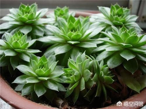 观音莲如何养到爆盆？