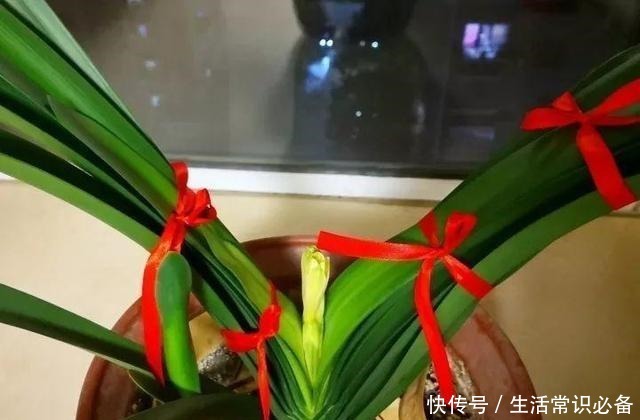 退休老人养君子兰,花箭长到60厘米高,只用了1种土和1种水!