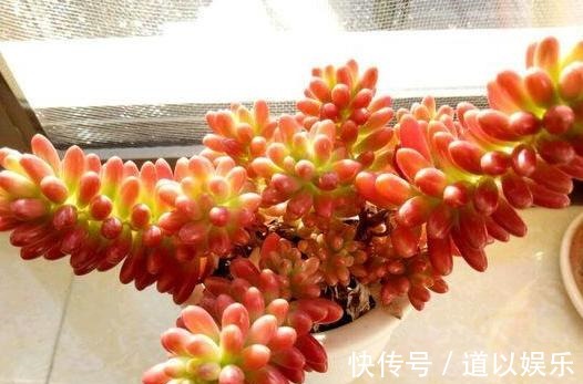 多肉虹之玉长气生根,该如何对症解决学着这么办好减少伤亡