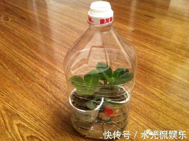 1种花超耐阴，一点散光就爆盆，花一开就是200多天！