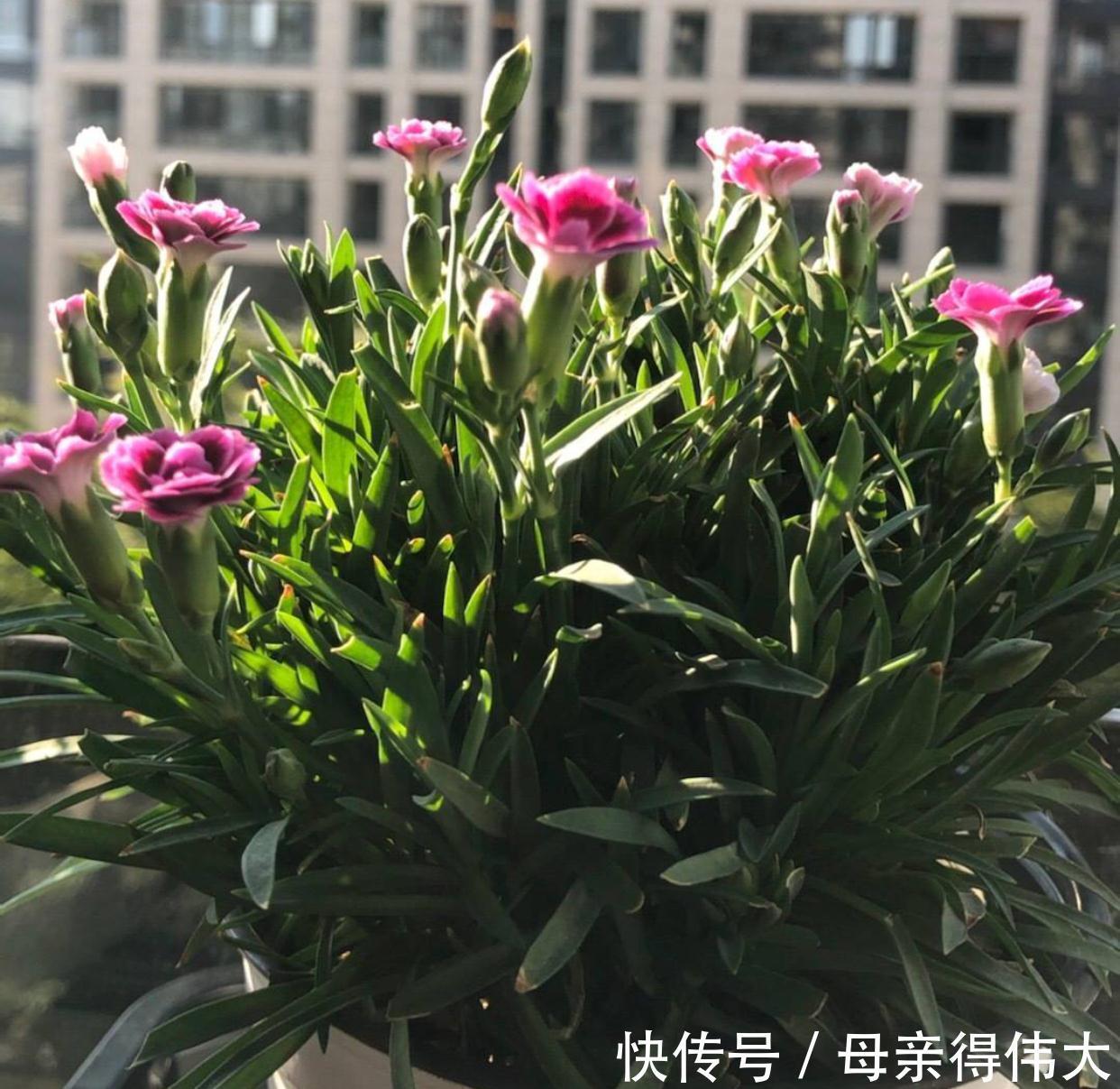 养护|花量好大的一种花,养护简单,耐寒耐热,轻松开出百朵花