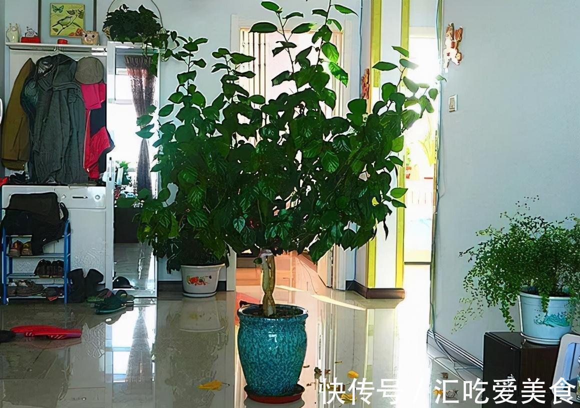 2种花即刻下盆,开春花朵全爆满,秒杀全场盆栽