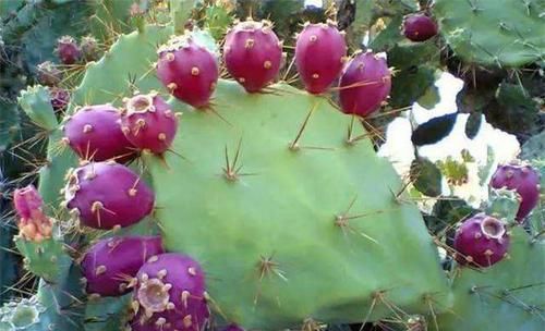 冬天适合常吃3种食物,养胃促消化,润肠通便,甩掉大肚腩!