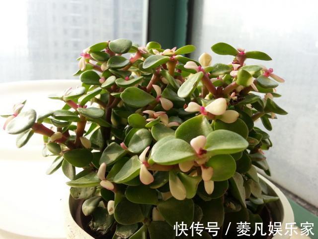 株型精致易培养成老桩，学会这4点，自己在家扦插“金枝玉叶”