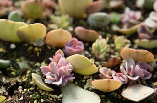 这些年“懒养”多肉的人都后悔了吧，毕竟满足这些植株才长得美