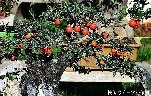 山上这野树，过去当柴烧，如今珍贵过黄花梨，制成盆景一株上千元