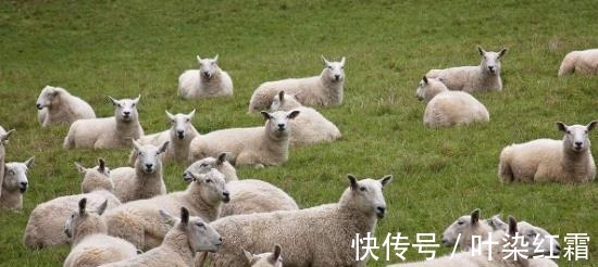 羊真是不祥之物为何都说“十羊九不全”,真相大白！