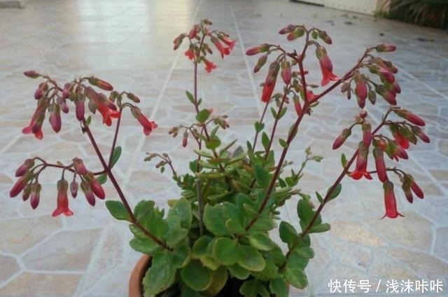 落地生根属的大家庭,品种多,花朵好看!