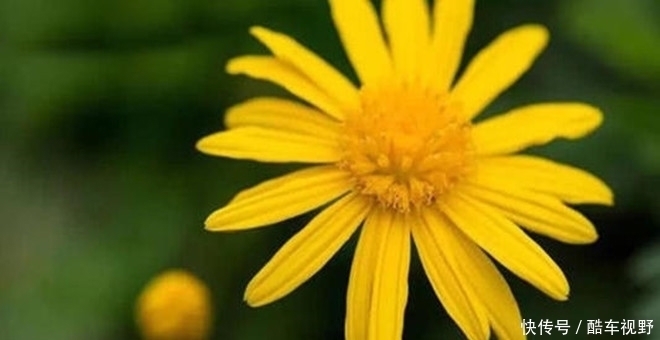 疼痛|七岁宝宝得了这种怪病,却不哭不闹帮妈妈照顾弟妹,疼痛时想睡觉