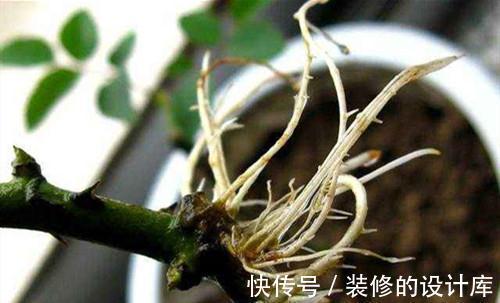 秋天扦插月季都是没长根就先发芽，全部没成活，怎么回事