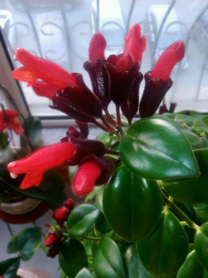 养这几款花,丢在庭院,全年都是小花园,花朵稠密惹人爱