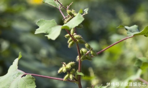 这野草,农村常见,价值高疗效广,却被人避之不及,可惜了