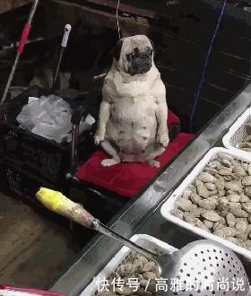 老板|菜场买海鲜时,却被“老板”给吸引了,狗我是被迫营业的