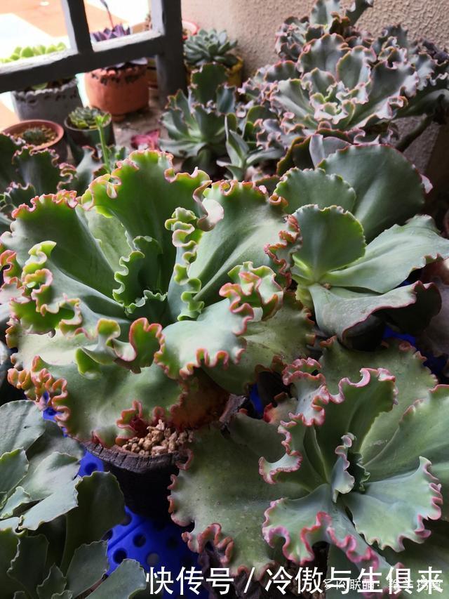 春天的包菜多肉有多美，梅雨季就有多像菜