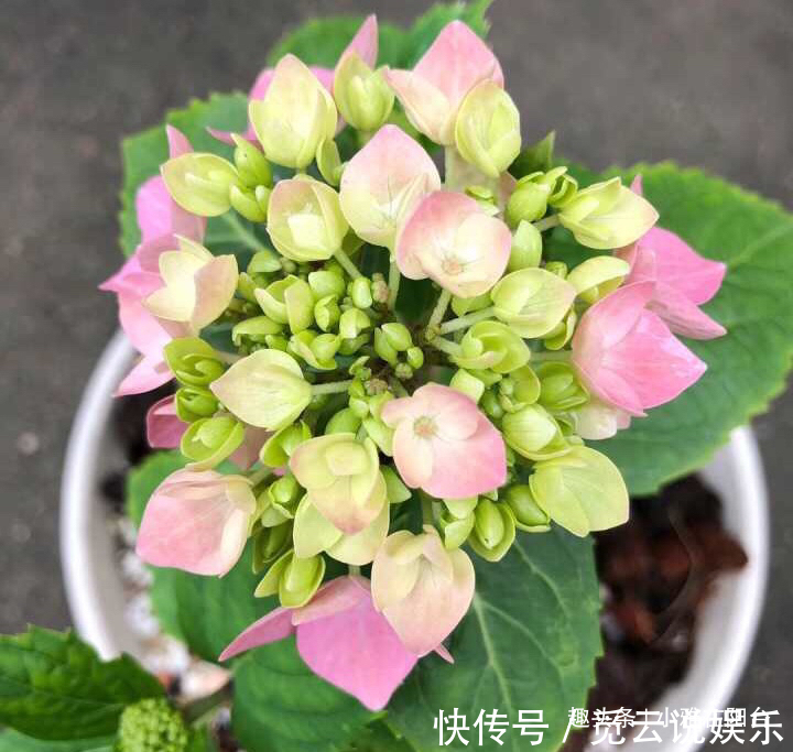 潮湿|刚买回的盆栽，如何浇水、晒太阳、养护简单“3步”，越养越旺