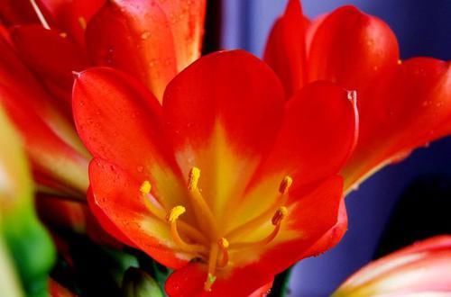  值得|开花最勤的3种花，一年开花多次，花色美丽，值得入手