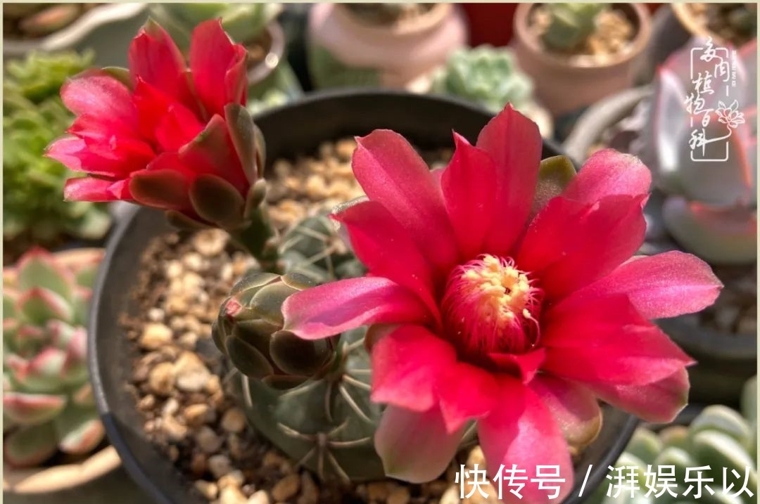 遇见即美,花事未荼蘼!种一桌子多肉,看花开花落!