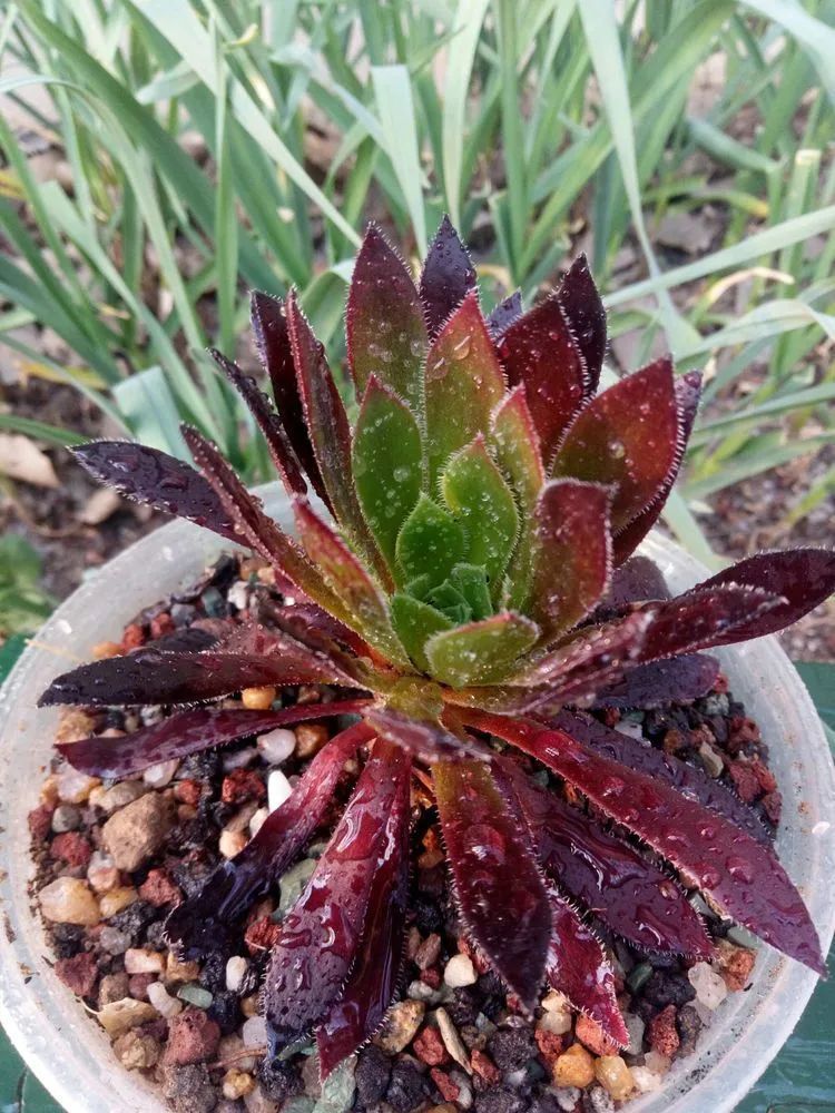 送瘟神,洒庭院,赏多肉,合家团聚话将来!