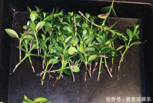 花繁叶茂|它比金边吊兰漂亮,1个修剪小技巧,长势快,开花不断,花繁叶茂