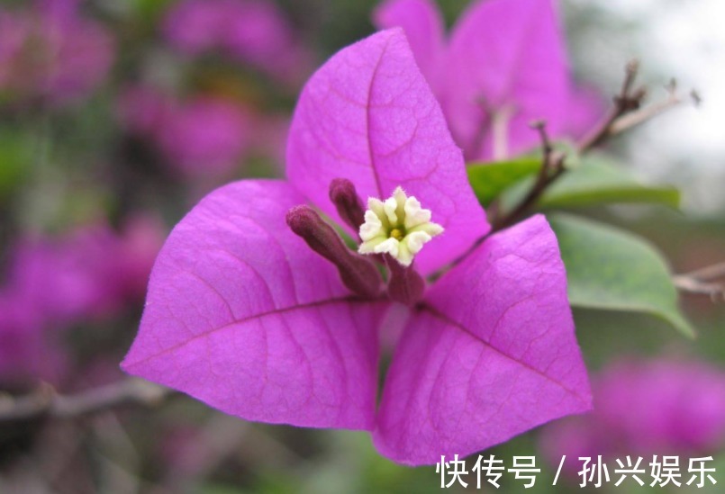 家中养殖的三角梅开花了吗用点“催化水”很是管用，不久可开花