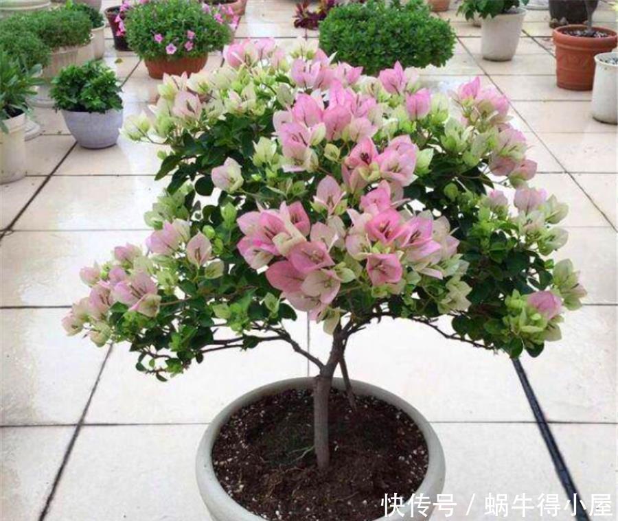 天气回暖,三角梅养护有妙招,早做3件事,花比叶子多,轻松爆盆
