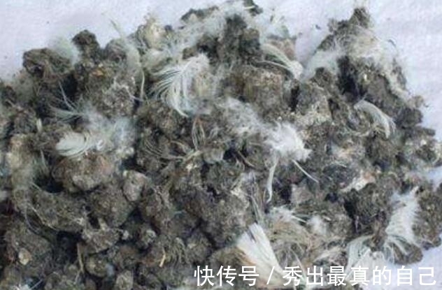 养护仙人球别再施磷肥了!4种粪便浑身是宝,施肥仙人球效果特好