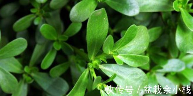 马生菜|冬季阳台种马生菜,多晒太阳少浇水,叶子蹭蹭长