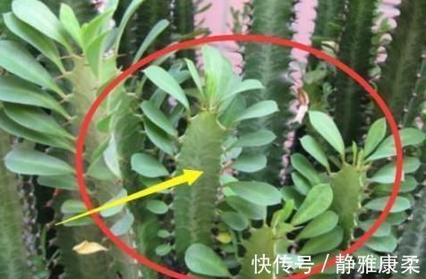 植物|万万不要在家里养这几种多肉,很多人不懂都爱养,长大带有剧毒的