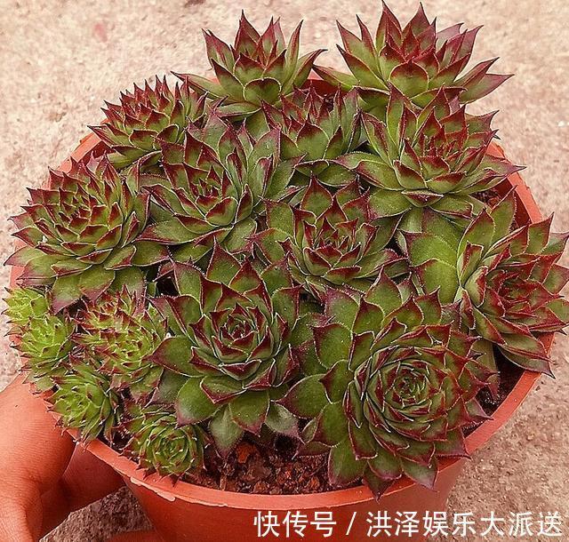 浇水|多肉观音莲在夏季换盆不生根几个小妙招,蹭蹭生根快易爆盆