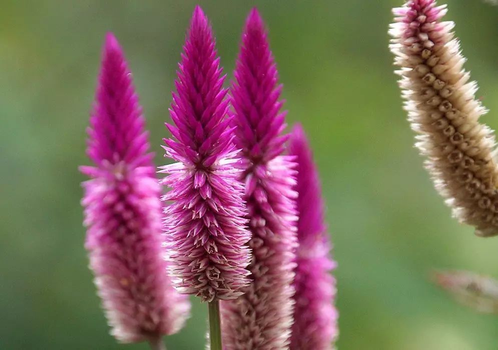 营养物质|农村一种长得“好看”的野草,花朵惹人眼却用处大,遇到了请珍惜