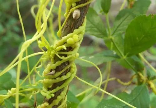 腰膝酸痛|菟丝子:田间地头的野草,大补肝肾、强健脾胃,治腰膝酸痛有奇效