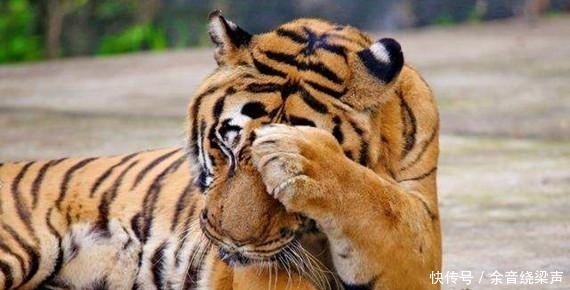 只老虎|李逵杀四虎毫不费力,武松打一只就累趴,难道李逵可以秒杀武松?