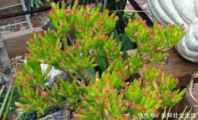 家里养盆吸财树,既招财又好看,养成老桩还能当盆景!