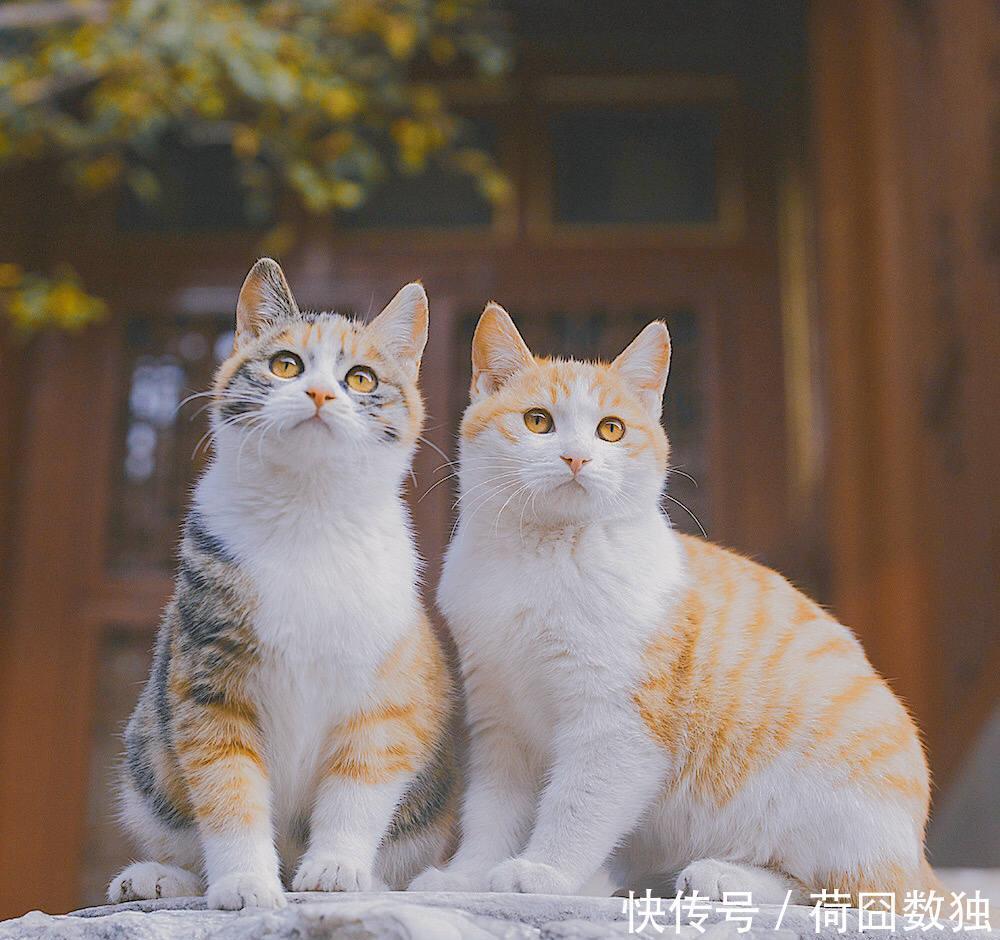 星球|故宫绝美雪景又火了！网友直呼梦回紫禁城，这两款神器更浪漫