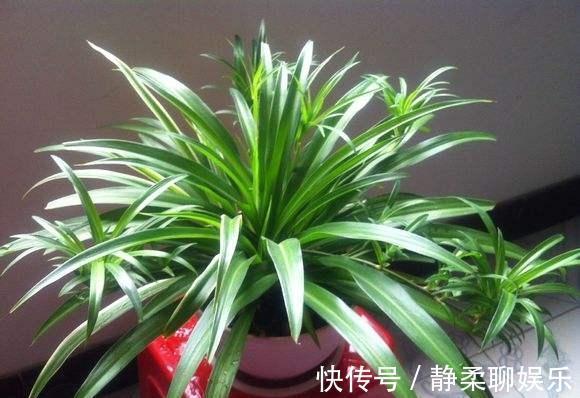 吊兰“干尖黄叶”,注意3个方面“不达标”,别忽视!