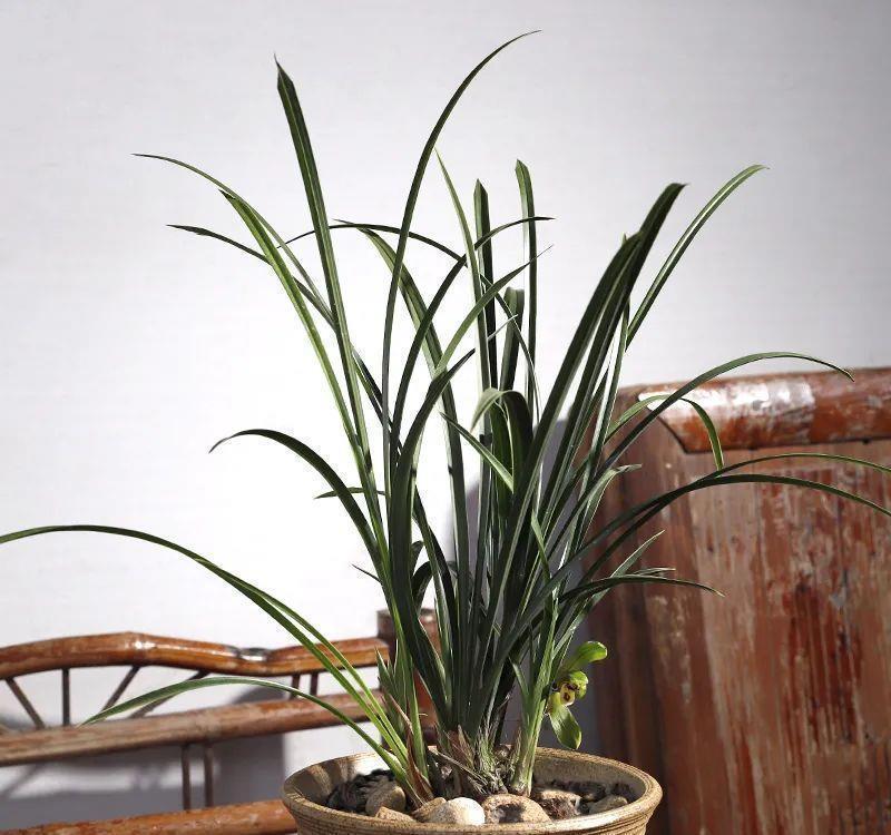 曾经天价的8种兰花,如今跌落神坛,普通人也买得起