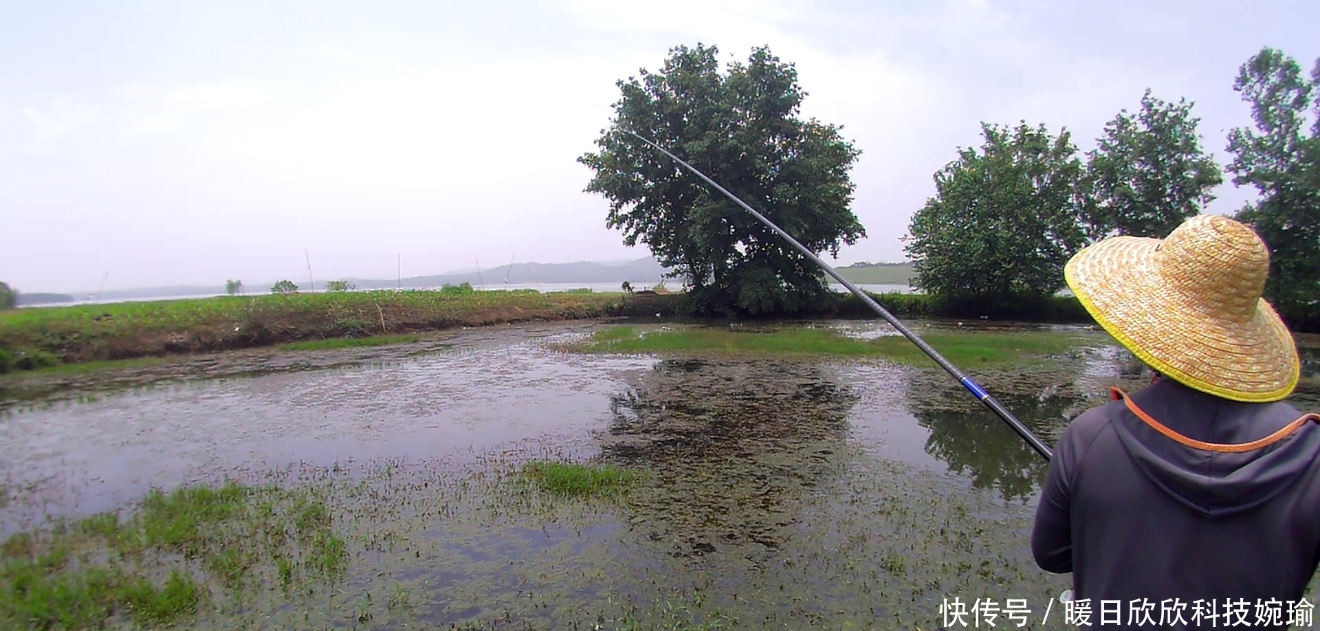 初夏钓黑鱼黄金季,手竿已钓数十条,攻略技巧分享