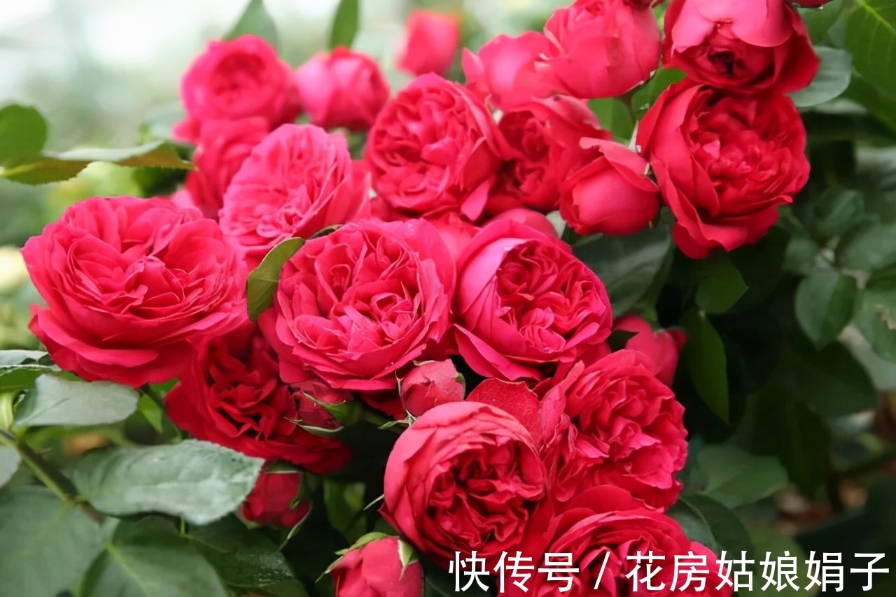 室内养殖月季花，需要达到这些条件，还要满足4个方面的要求