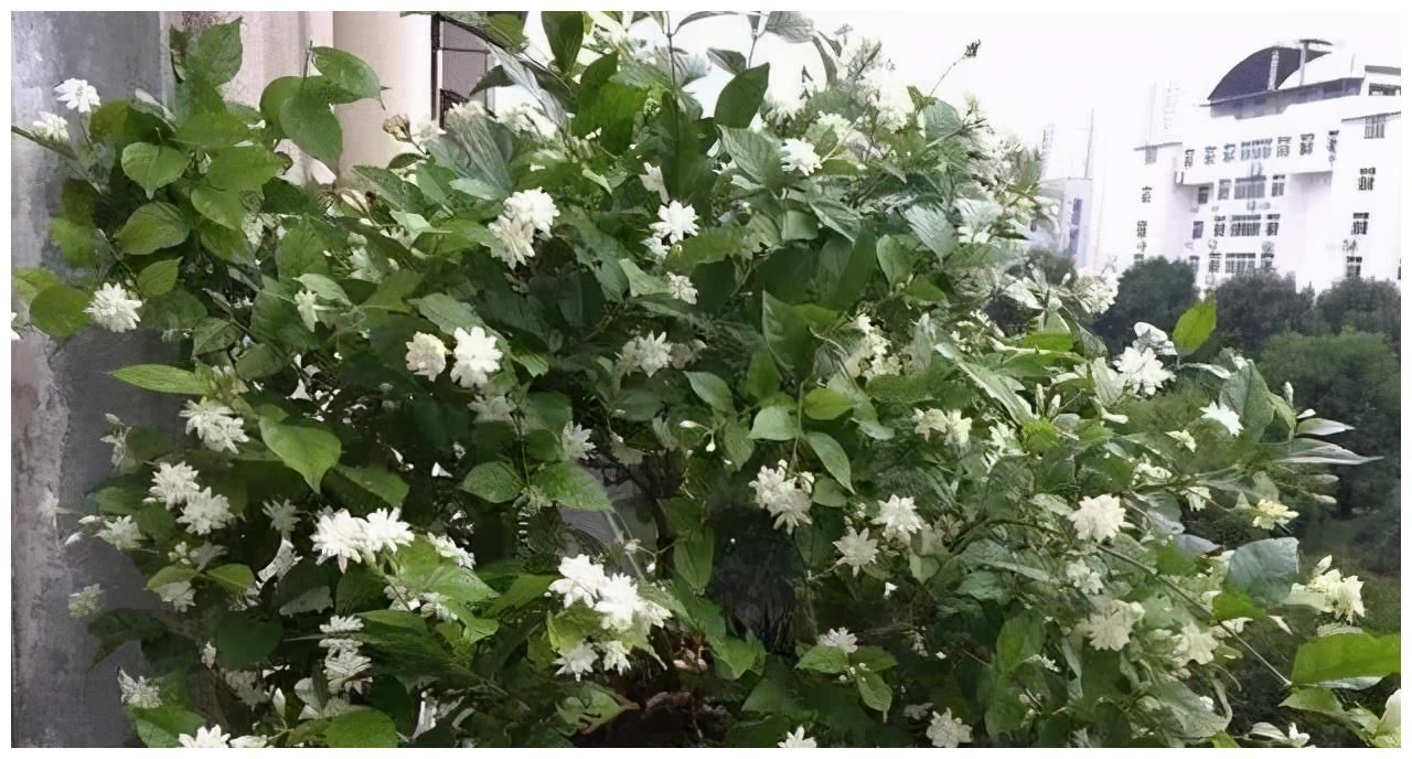 夏天|4种漂亮花，夏天就怕缺水，缺一次黄一次，天天浇水也不嫌多