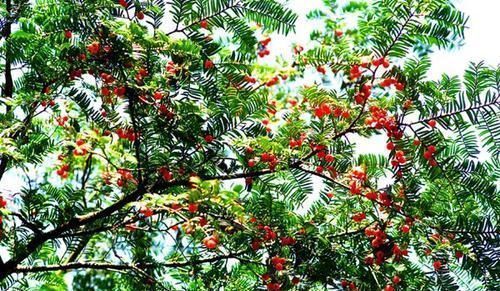 雌雄异株|3种带香味的树，家里养一棵，四季清香，人人见了都喜欢