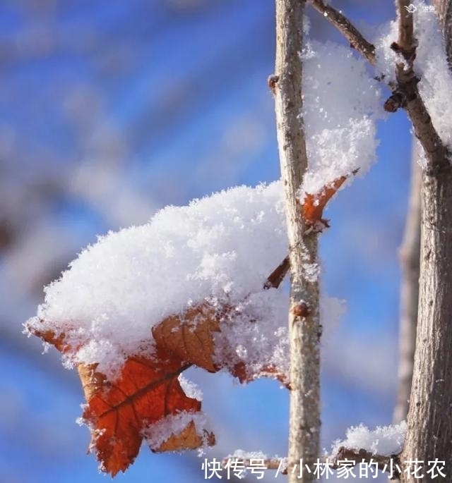 冬天#白居易笔下的冬天,美到极致,暖到极致