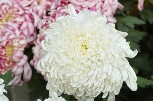 菊花这样养护，株型好看，开花数量多，还能净化空气，可多养几盆