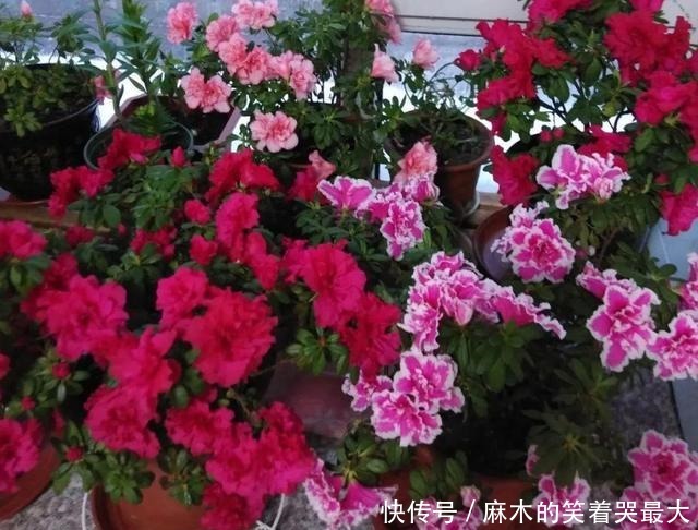 公认难养的6种花,新手慎买,养不活还浪费钱!