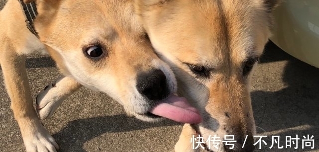 乔鲁诺|JOJO:两只狗演绎乔鲁诺和布姐的经典一幕,网友:撒谎的味道