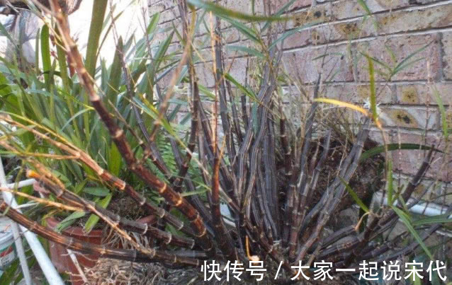 竹叶草|像竹子又不是竹子的野草,根部价比黄金,农民都了解可以制药!