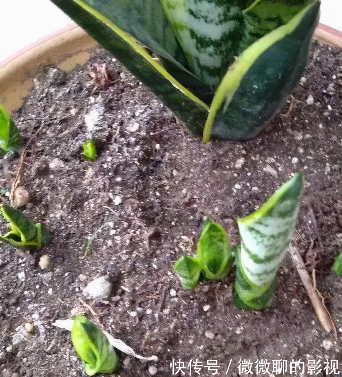 虎皮兰身上有个小机关，这样打开它，一夜冒出8个芽