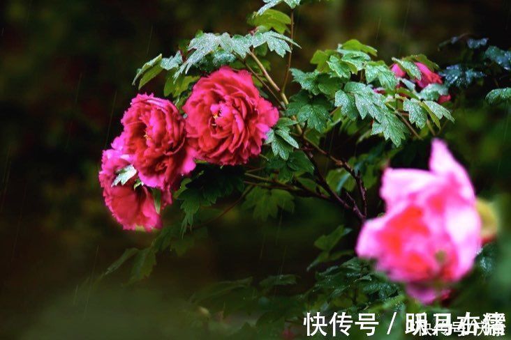 春夜喜雨$杜甫很经典的一首咏雨诗,开篇就是名句,历来为人称道