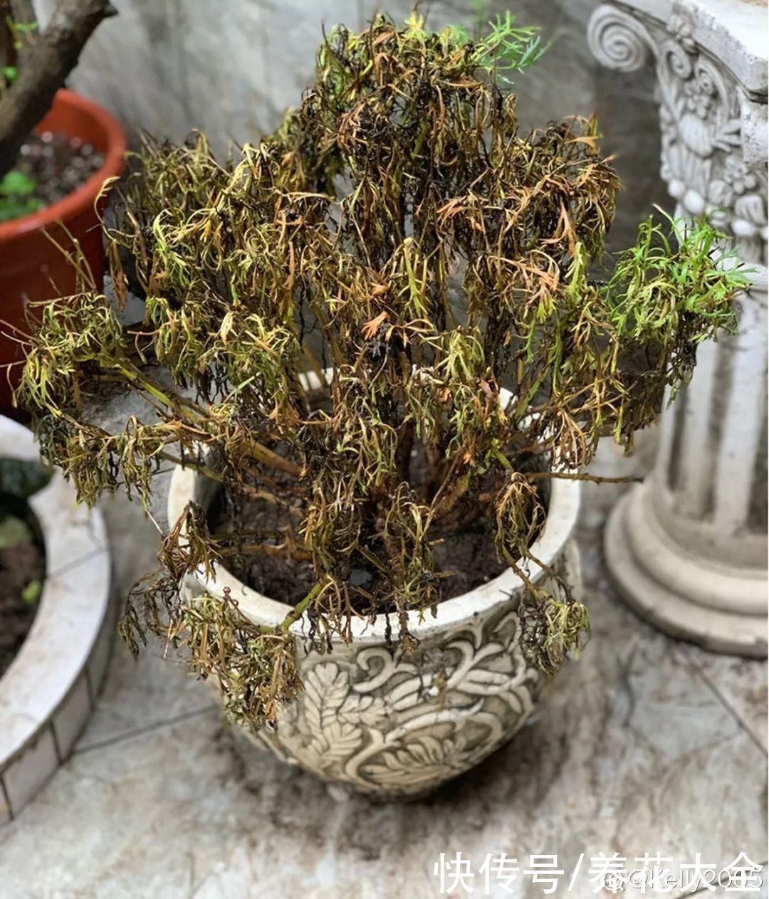 浇水|9种花,夏天休眠了,一定少浇水,否则越浇越死