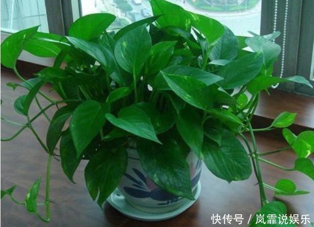 阿司匹林|5种“生根水”,家家都有,不花1分钱,扦插花卉“7天”生白根